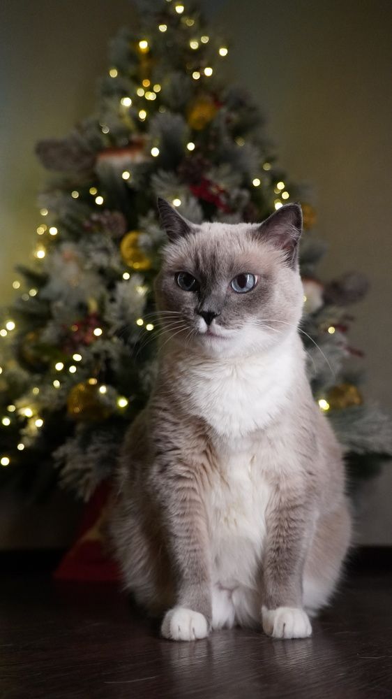 Фотография автора Ирина Павлова