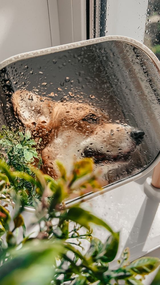 Фотография автора Ирина Павлова