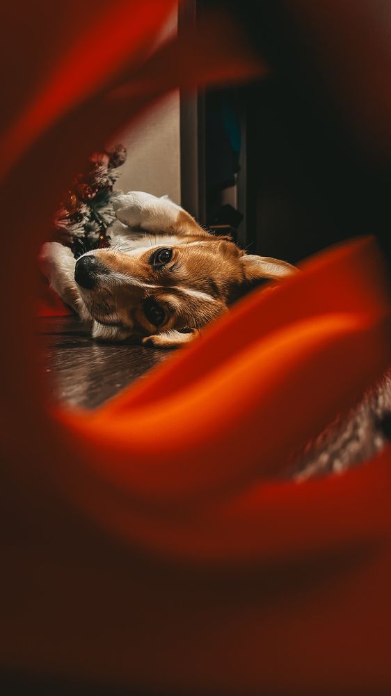 Фотография автора Ирина Павлова