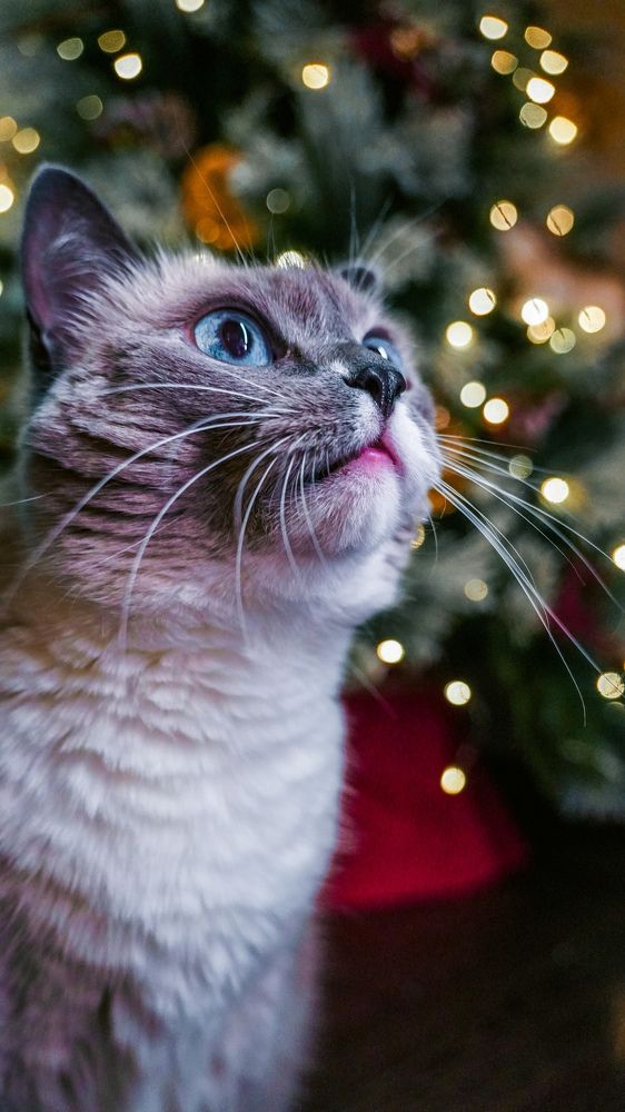 Фотография автора Ирина Павлова