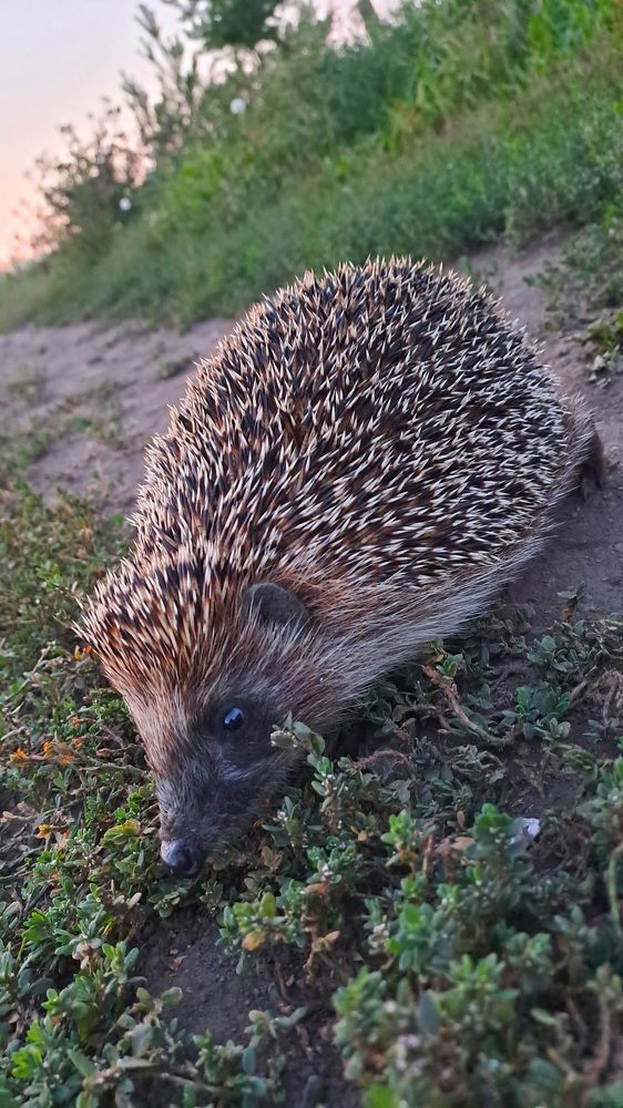 Photograph by Николай Худяков