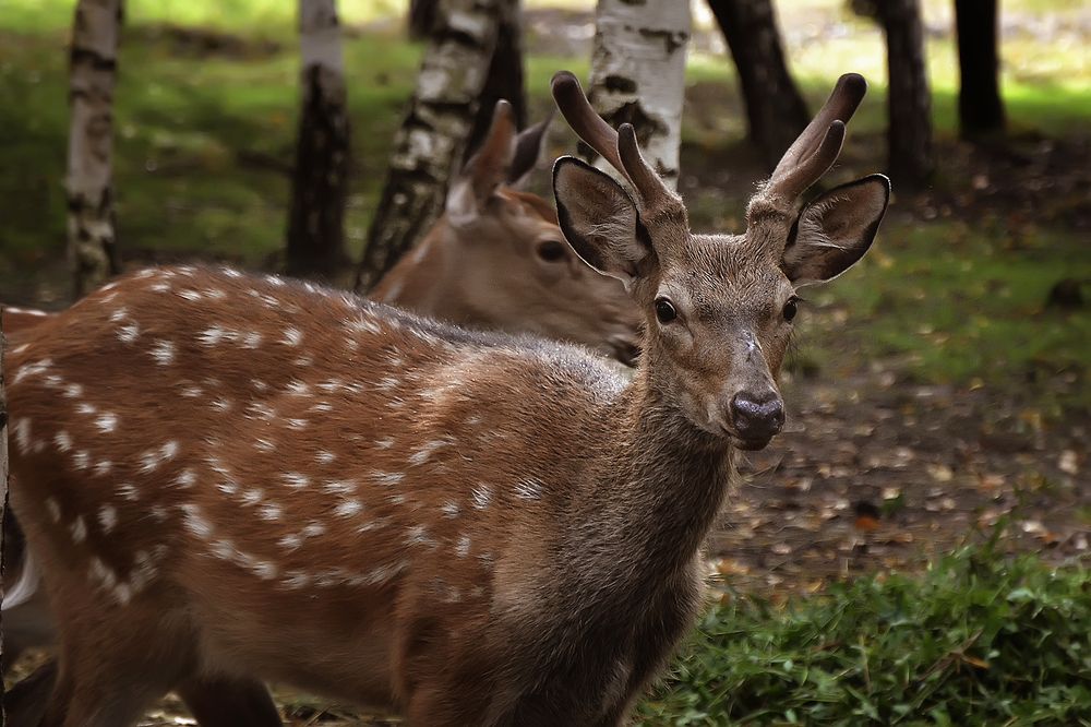 Photograph by Алексей Парамонов