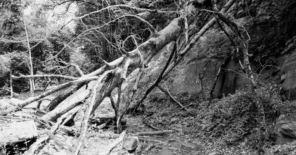 После бурелома