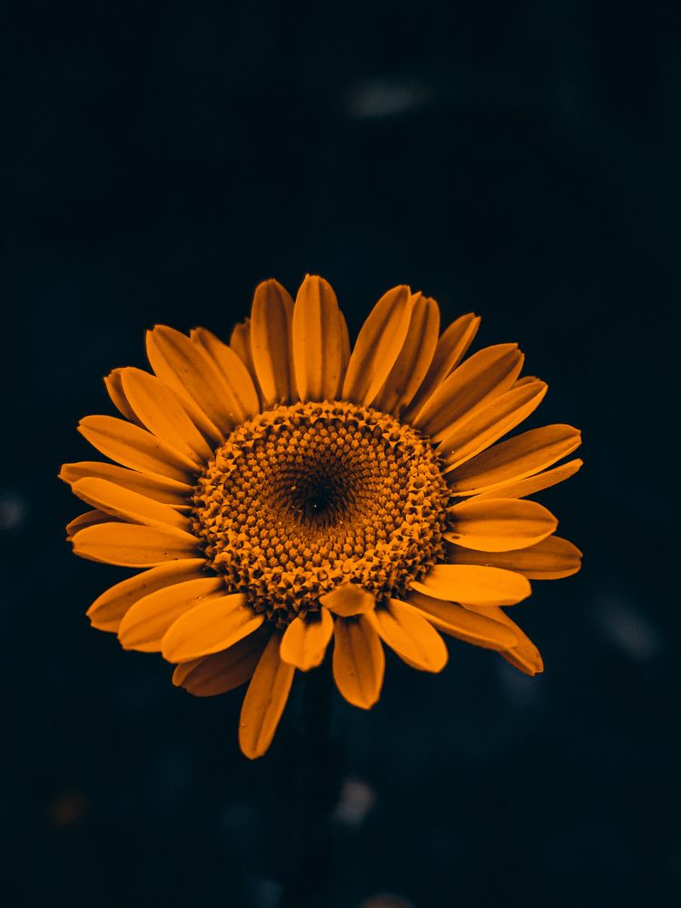 Photograph by Кристина Полякова