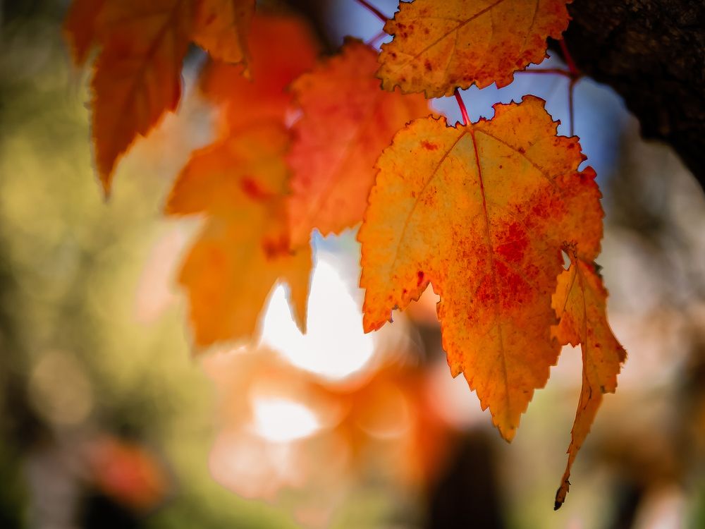 Photograph by Елена Берсенёва