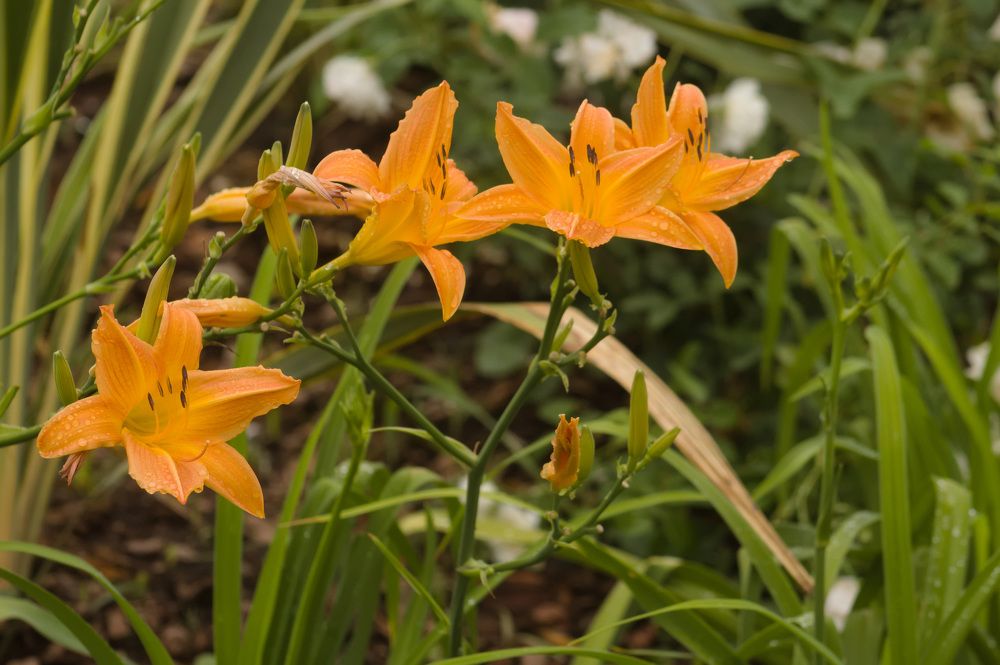 Photograph by Guillermo Topp