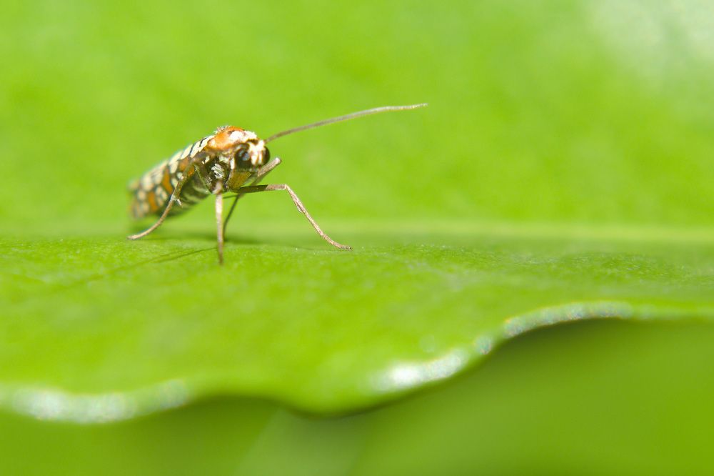Photograph by Guillermo Topp