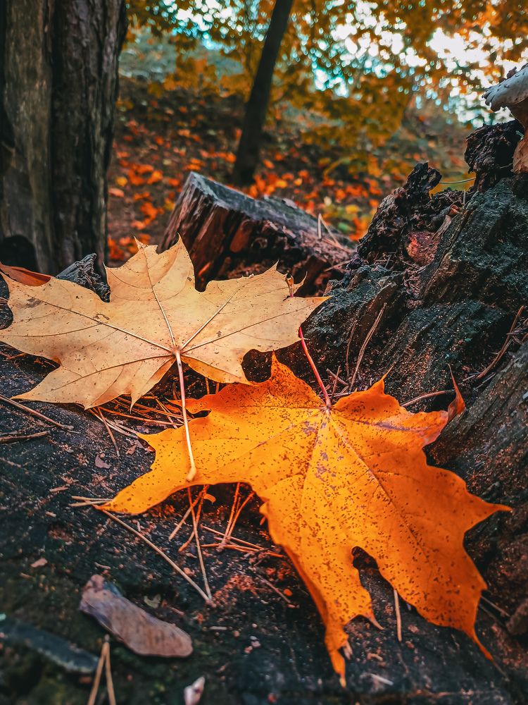 Photograph by Олеся Бронзова