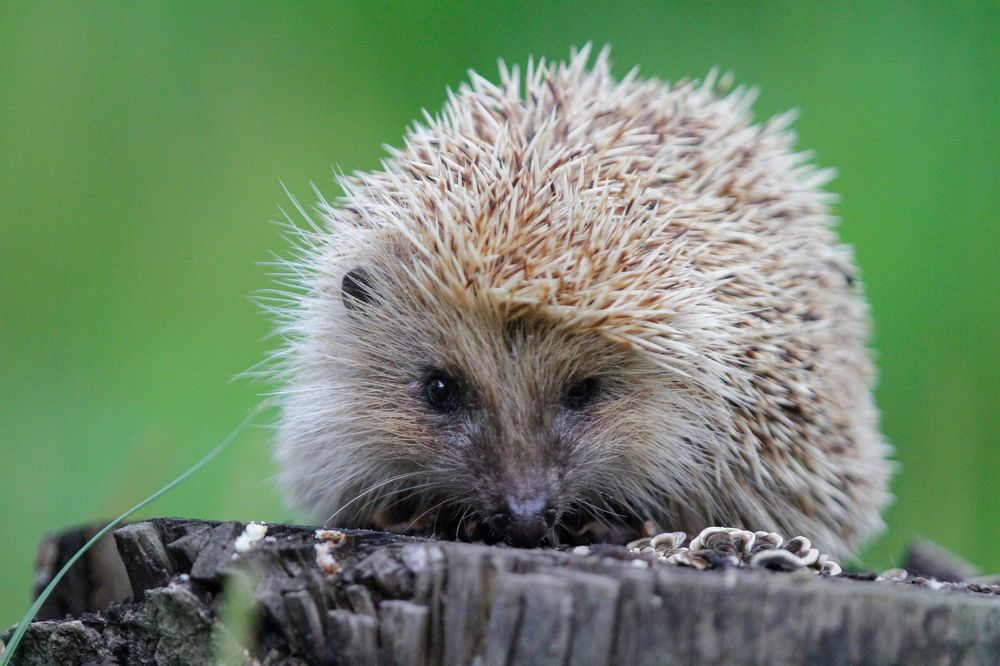 Photograph by Мария Маркина