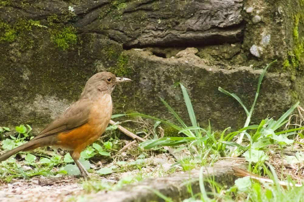 Turdus Rufiventris