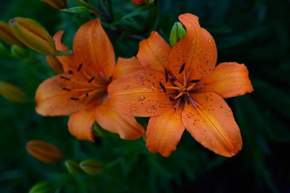 Фотография автора Мария Уланова