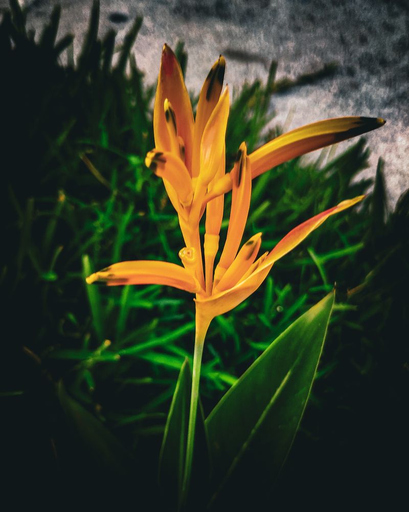 Photograph by Mauricio Santiago Boulogne