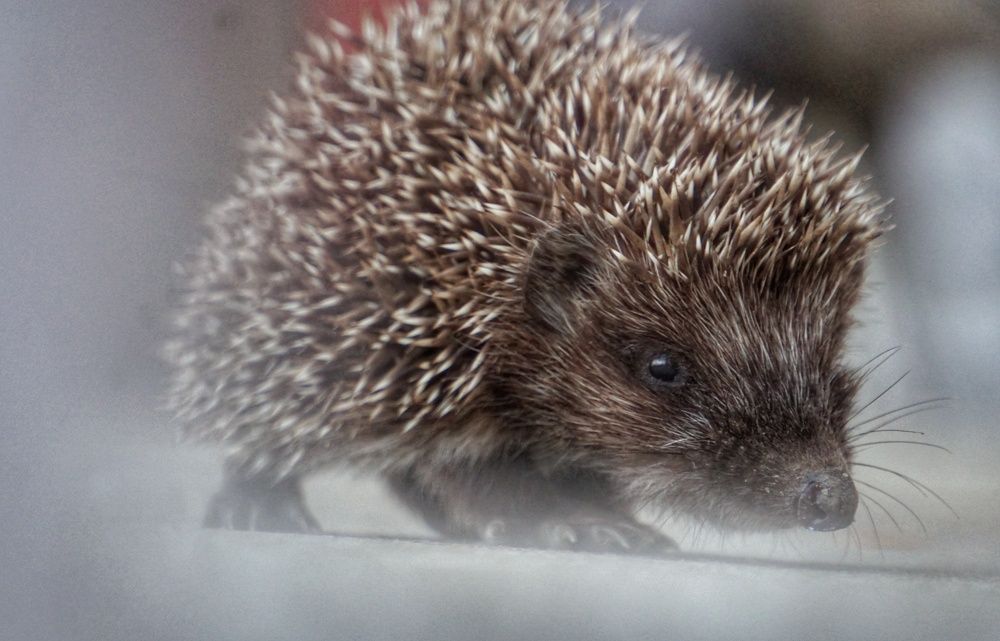 Photograph by Елена Пасажицкая