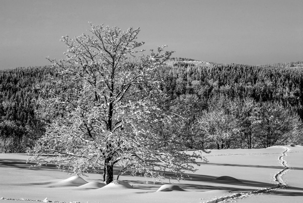 Фотография автора Chorche Prigo