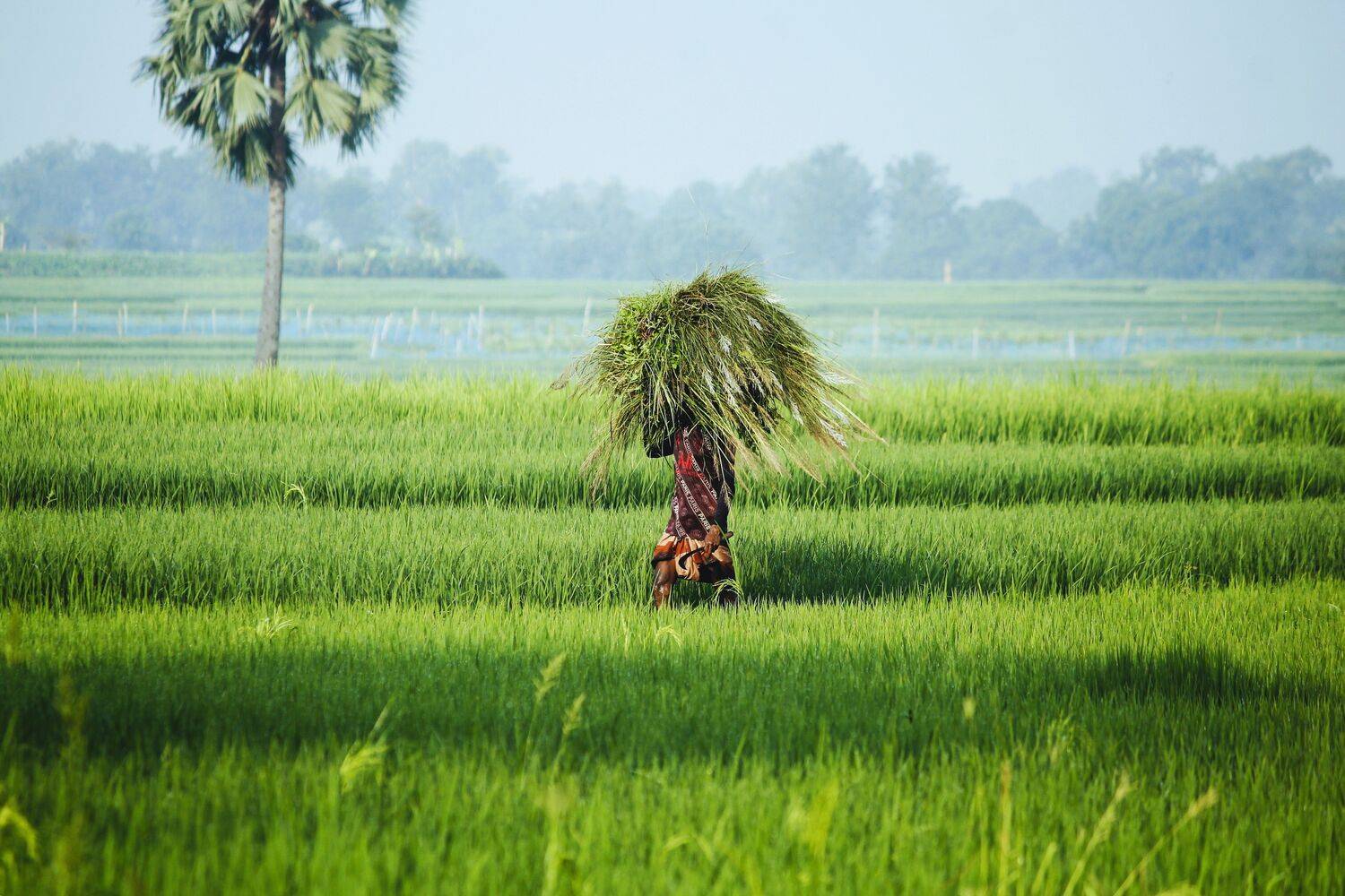 The need of an entire nation.