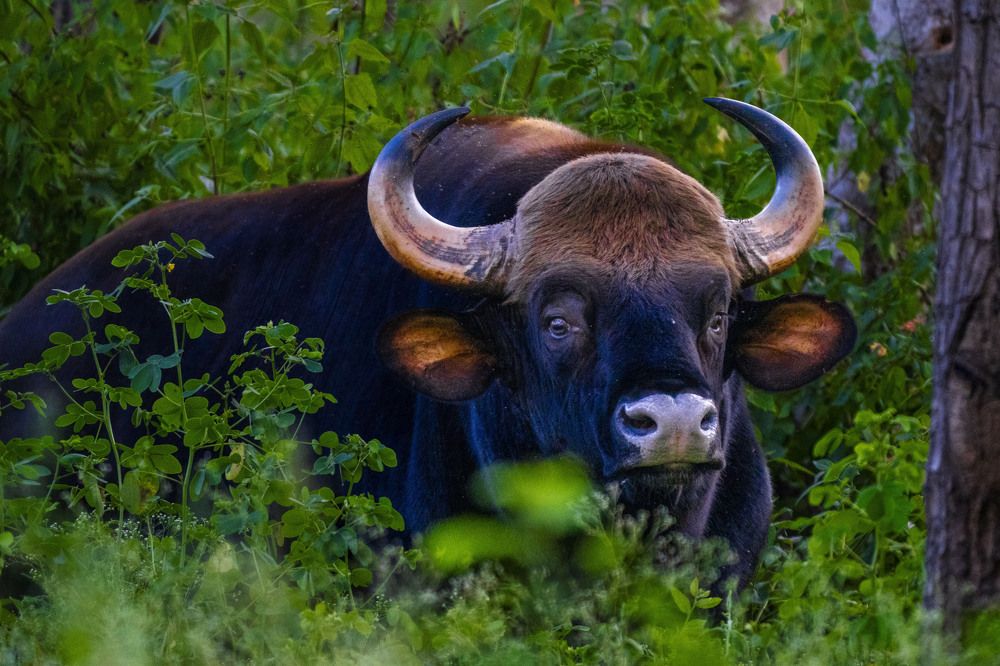 Photograph by Leslee Jayachandran