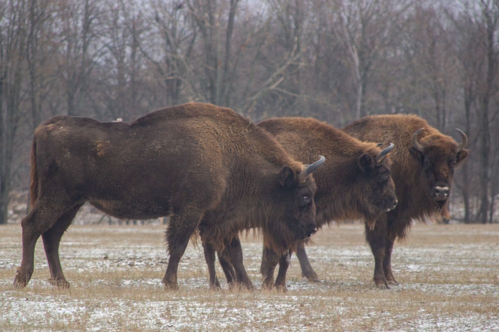 Photograph by Алексей Борисов