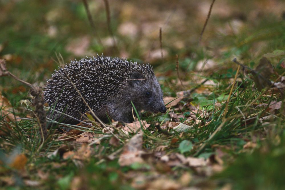 Фотография автора Мария Уланова