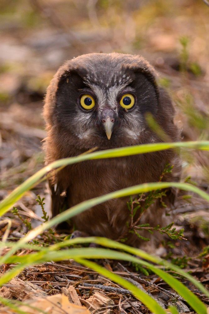 Фотография автора Мария Уланова