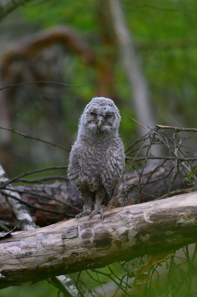 Фотография автора Мария Уланова