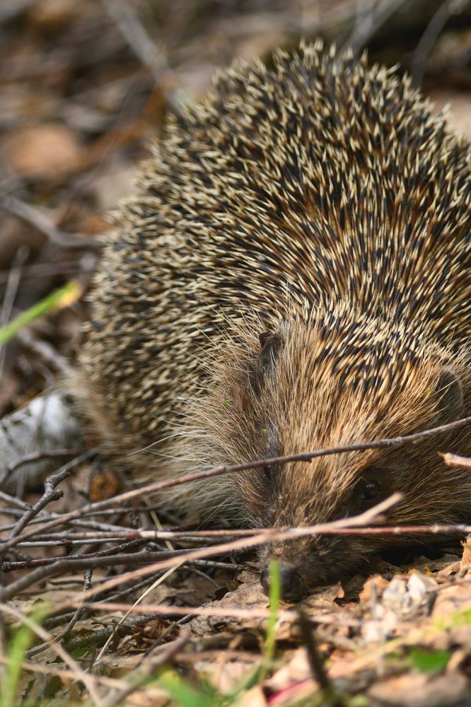 Фотография автора Мария Уланова