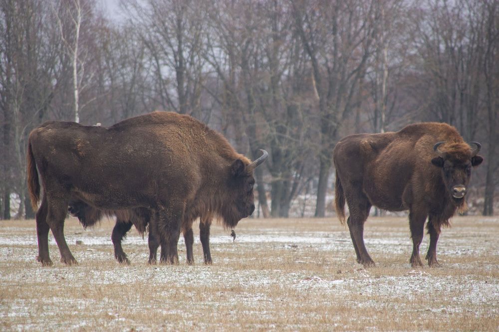 Photograph by Алексей Борисов