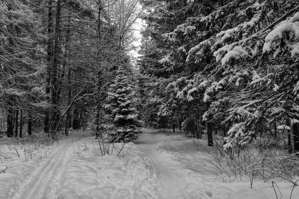 Photograph by Дмитрий Карасев