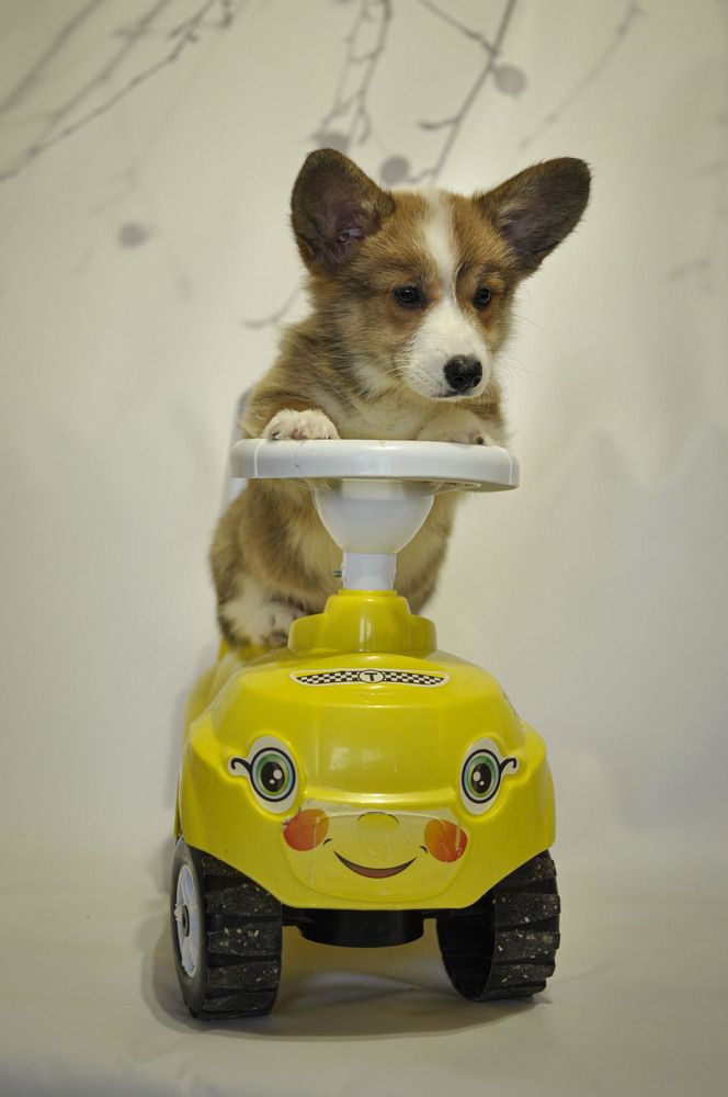 Photograph by Ирина Тертышникова