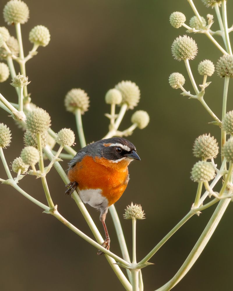 Photograph by Valdir Hobus