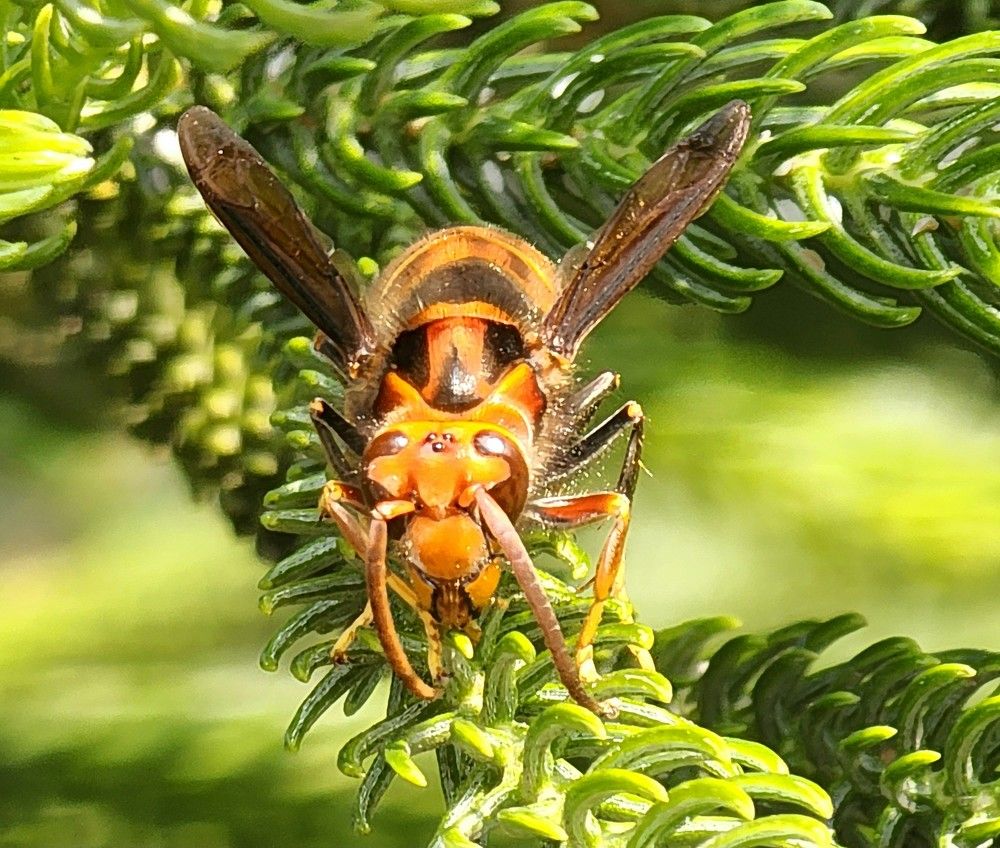 Photograph by G GOVIL