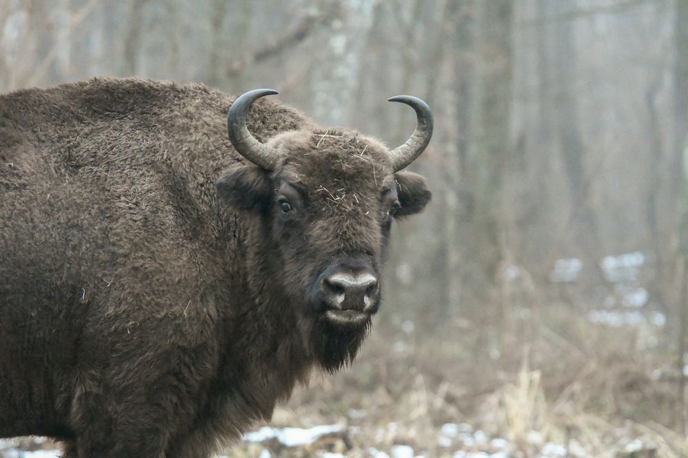 Фотография автора Наталья Бачуринская