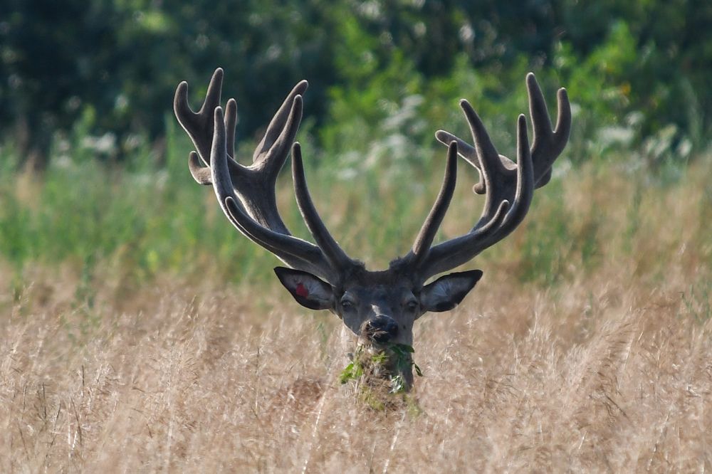 Фотография автора Наталья Бачуринская