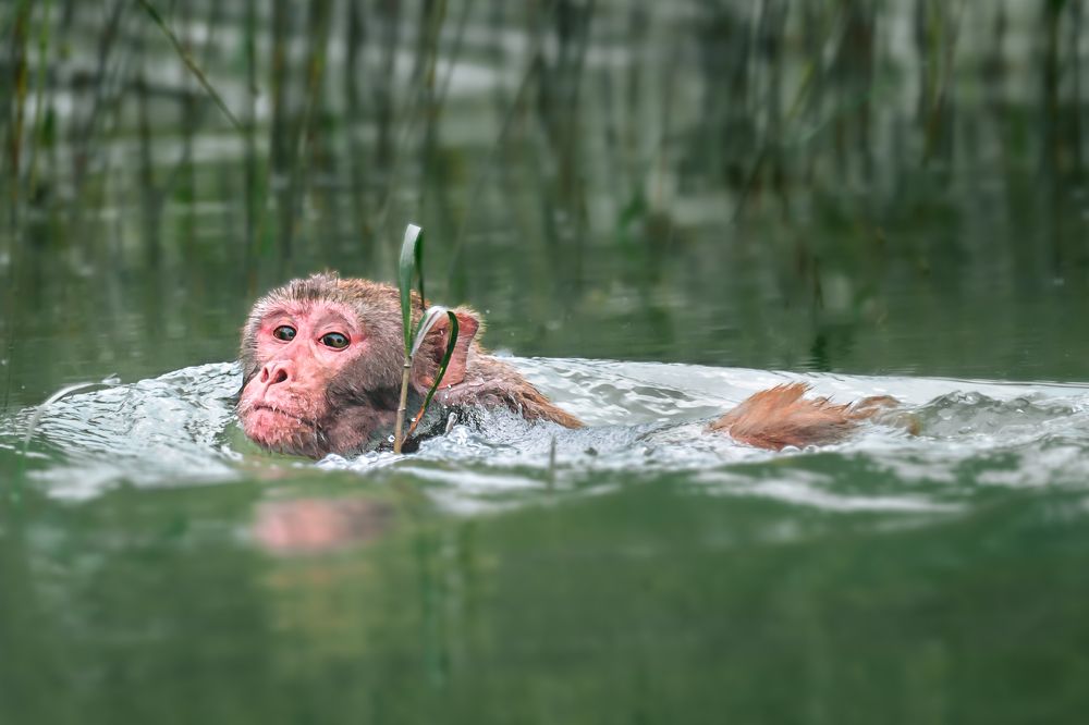 Photograph by Siddhartha Roy Choudhury