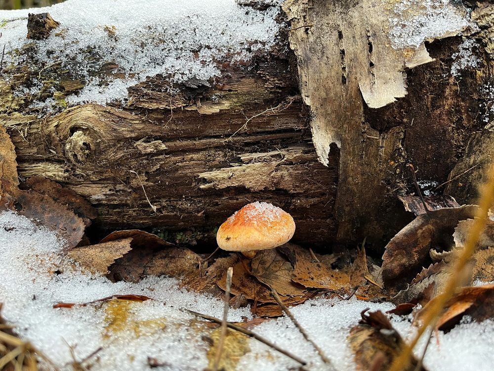 Спать...спать...зима идёт...!