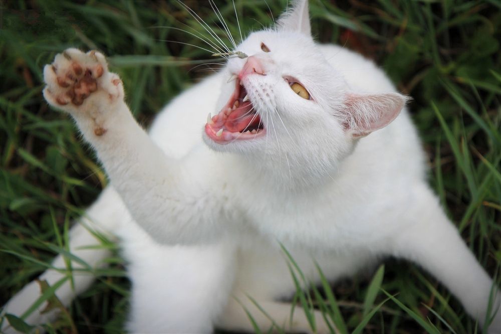 Фотография автора Ser P