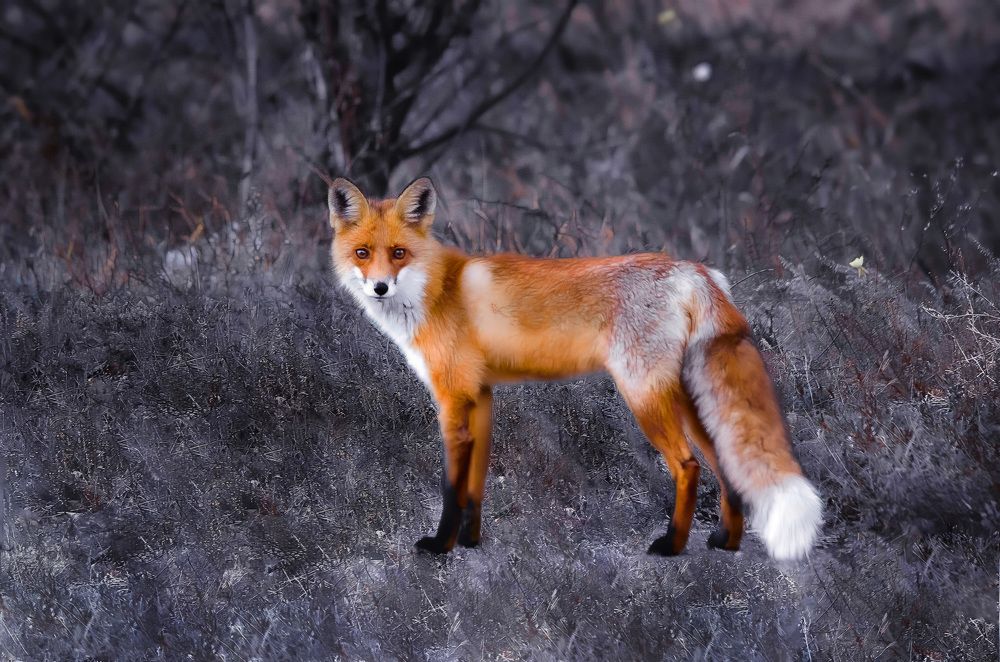 В зимнем наряде