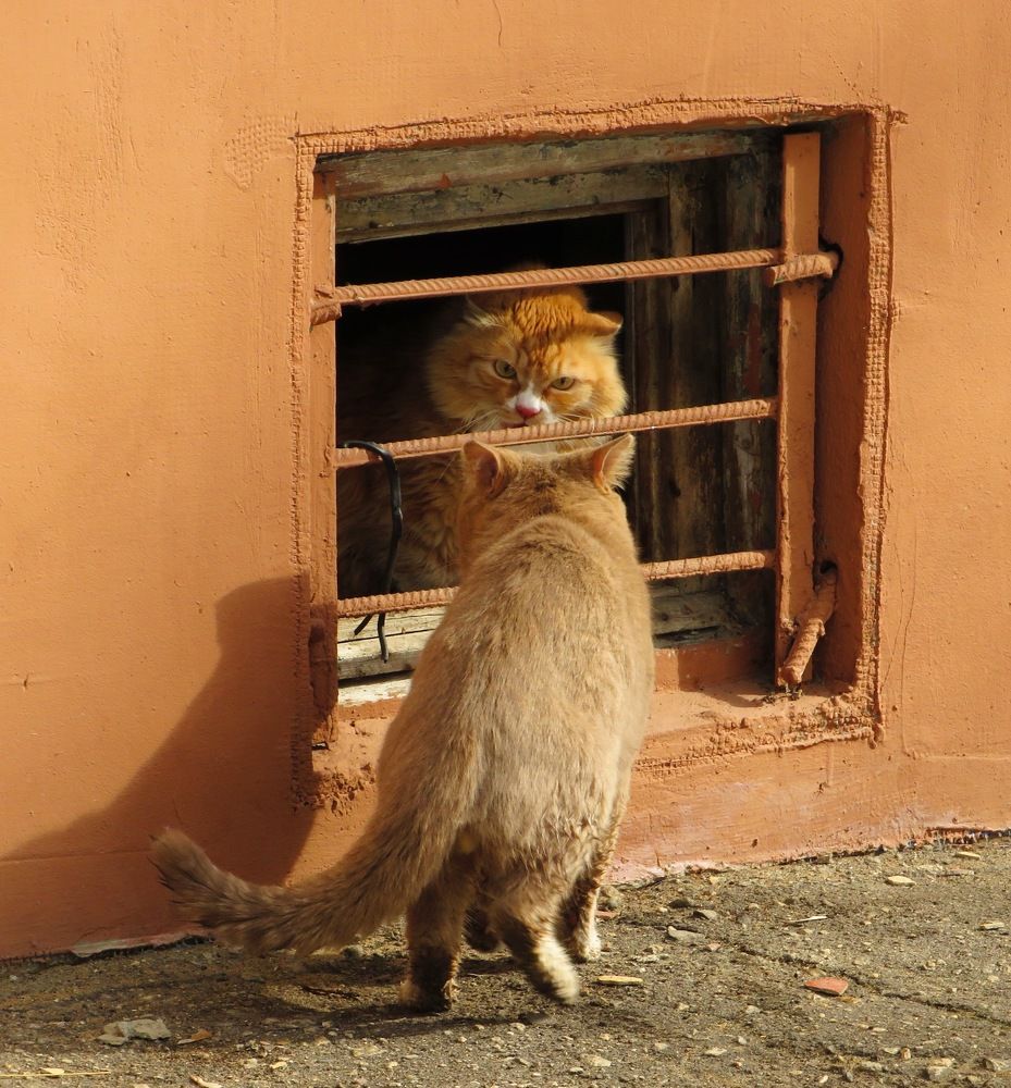 Выясняют отношения