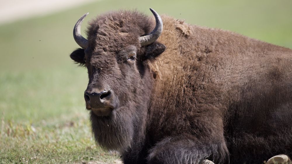 Фотография автора David Manusevich