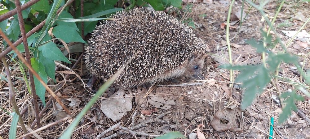 Фотография автора Анатолий Дячина