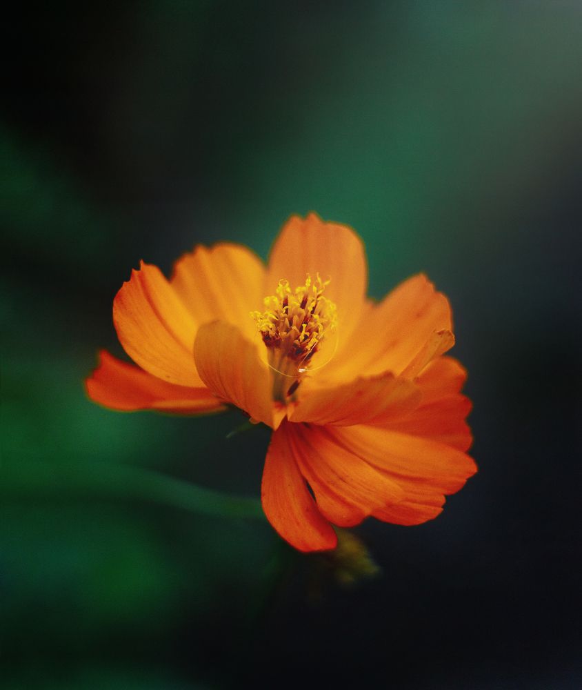 Photograph by Евгения Кинжакова