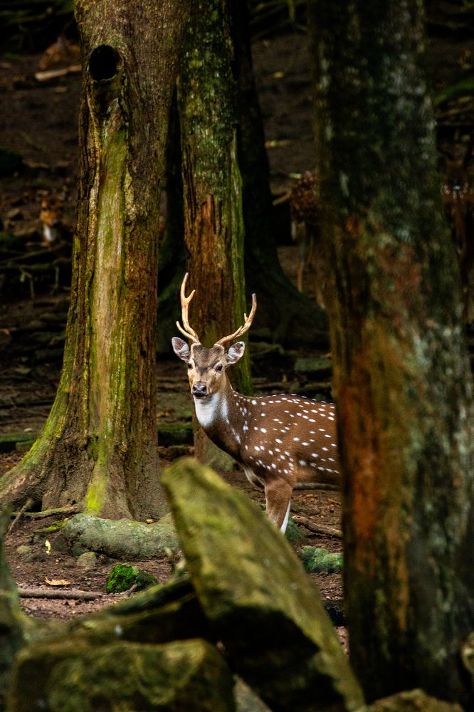 Spotted Deer