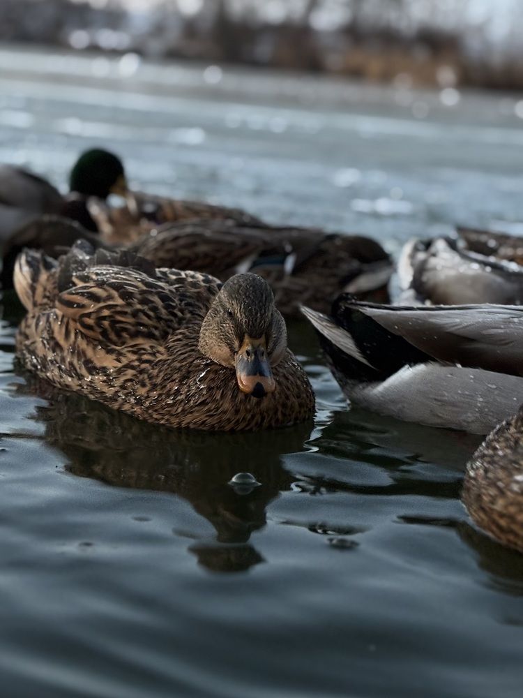 Photograph by Александра Зайниева