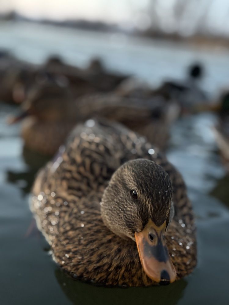 Photograph by Александра Зайниева