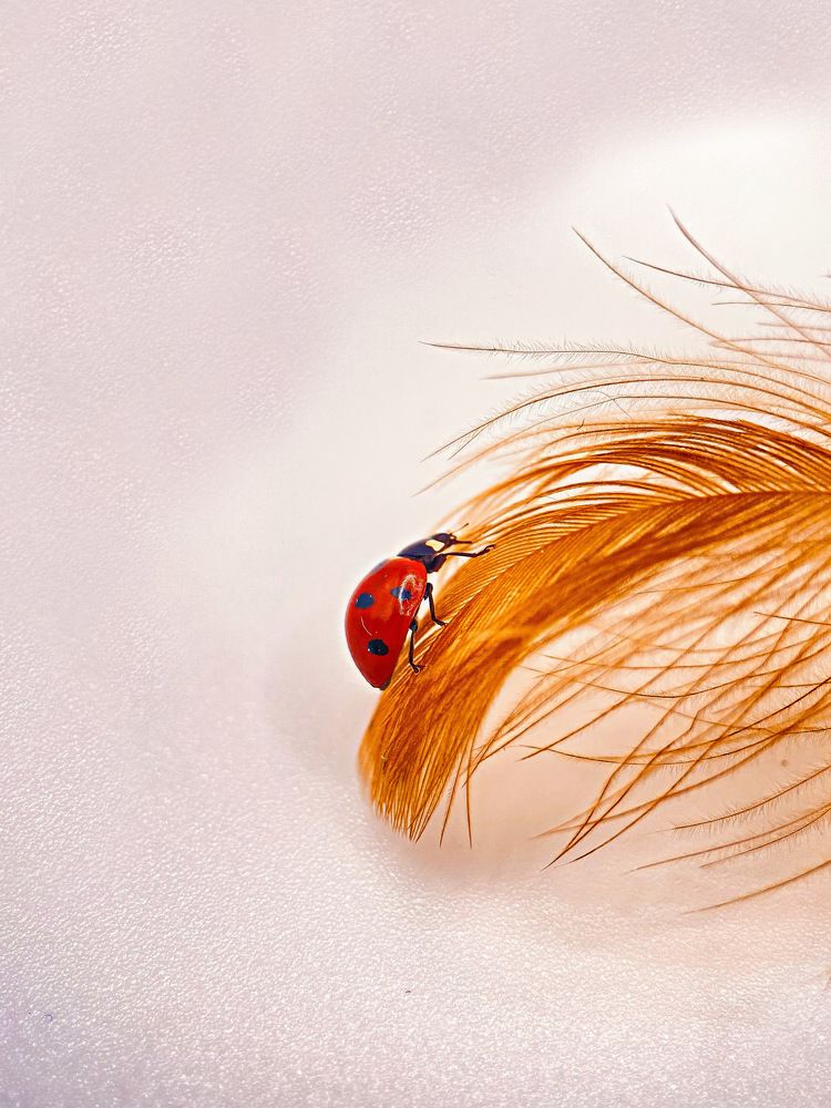 Photograph by Александра Гонтарь