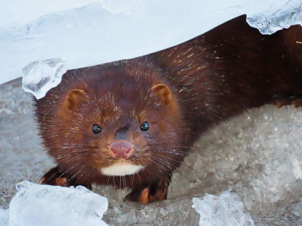 Американская норка