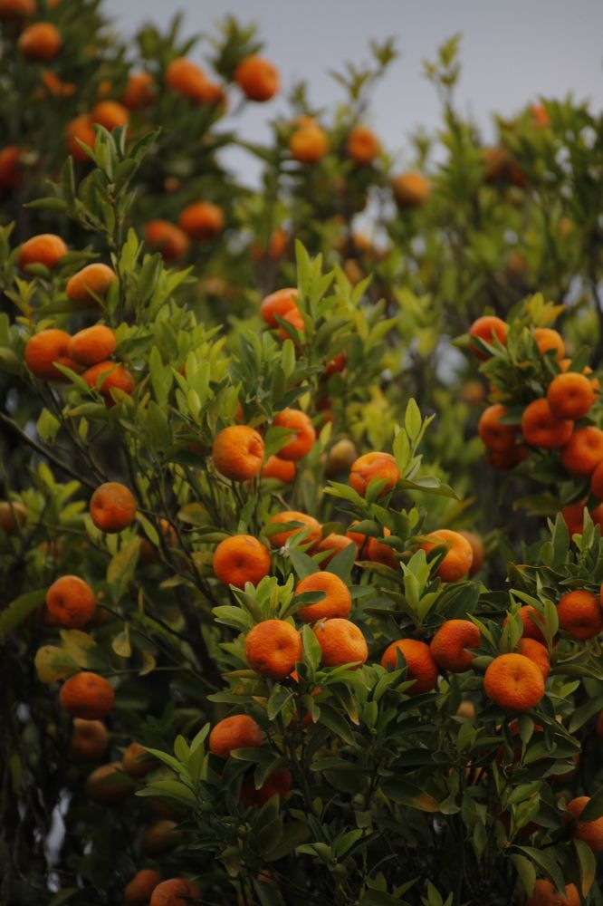 Photograph by Евфросиния Капустина