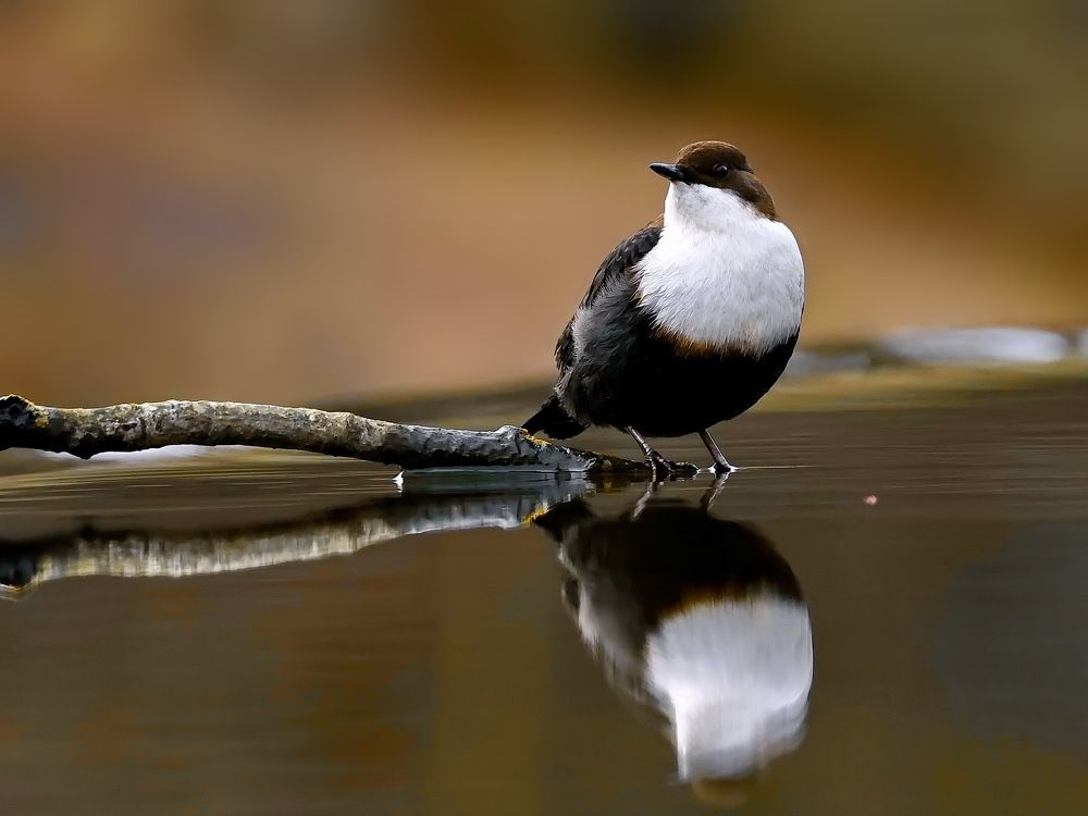 Северная гостья.