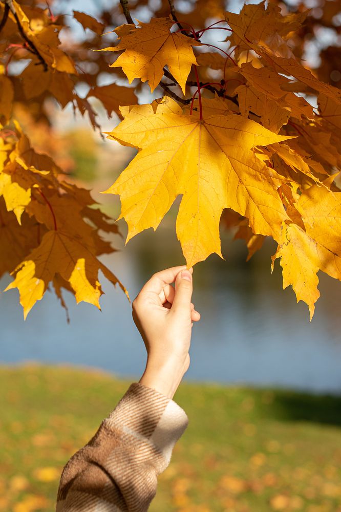 Фотография автора Светлана Дроголюбова