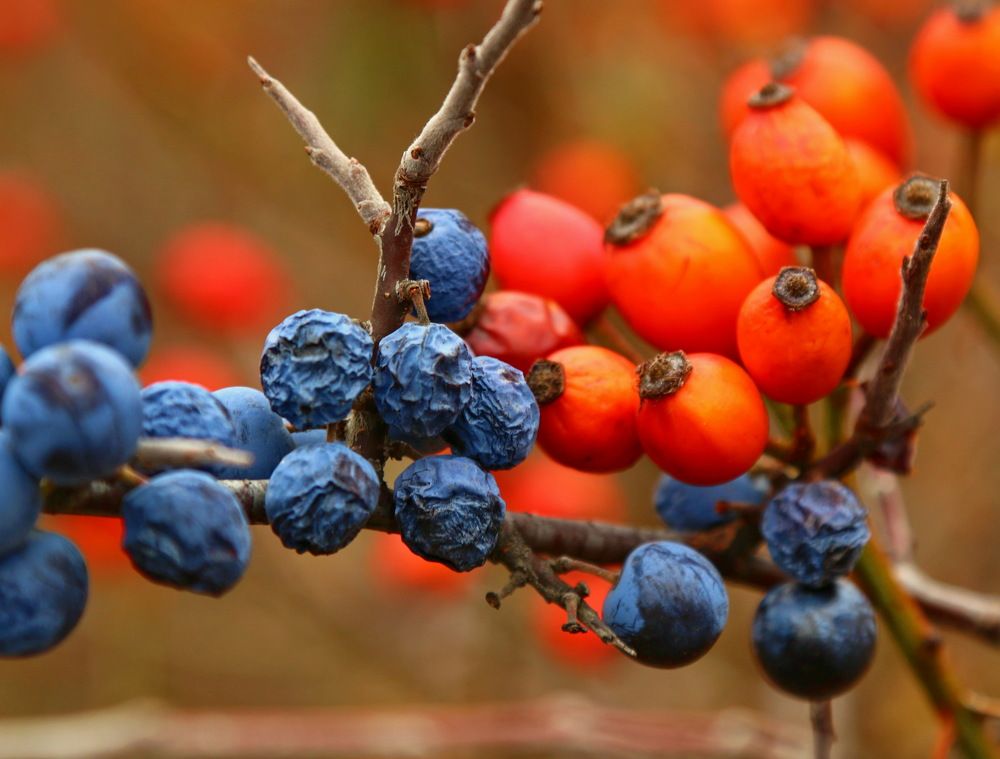 Терновник и шиповник.