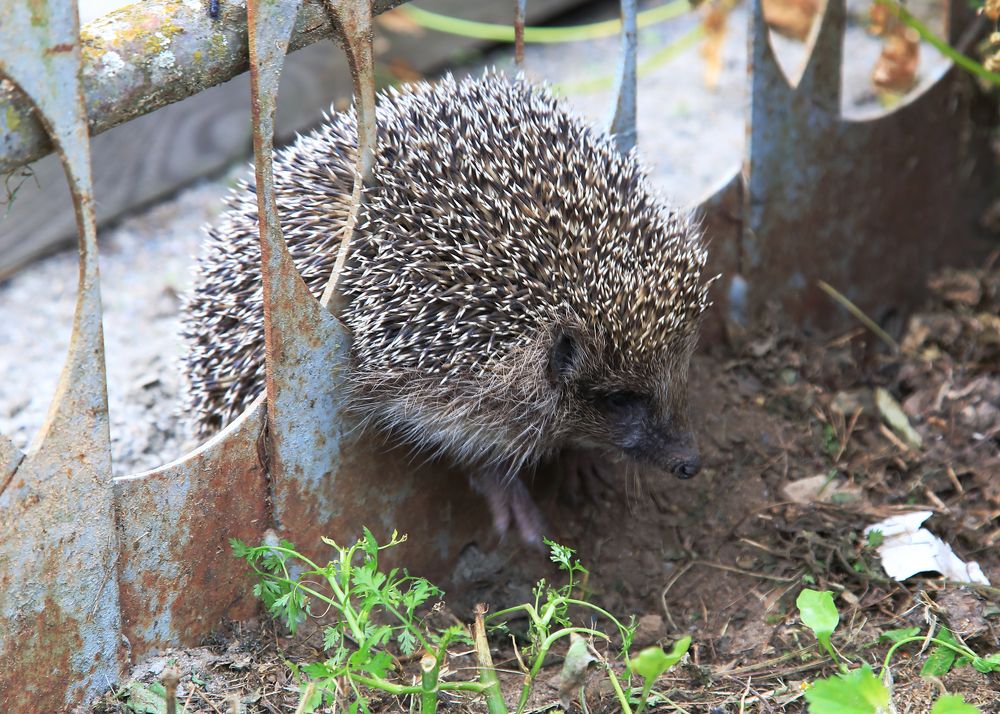 Photograph by Николай Протасеня